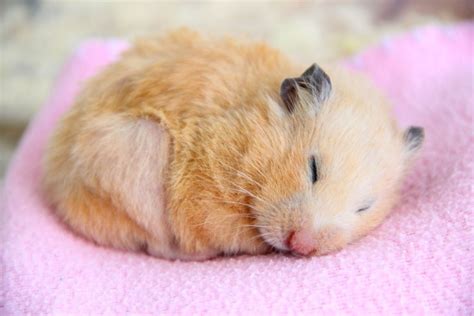 hamsters for sale at petsmart near me|does petsmart sell baby hamsters.